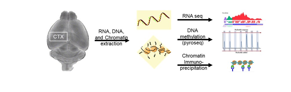 Cognition-Enhancing VNS Alters the Epigenetic Landscape (Journal of Neuroscience, 2019)